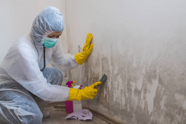 Best Emergency Mold Remediation  in Rancho Laveras, CA